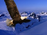 Reflexión del día: El aguila y la tormenta: Audio mp3