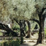 Quinta narración del Getsemani: libro de Mons. Javier Echeverría. Audio mp3