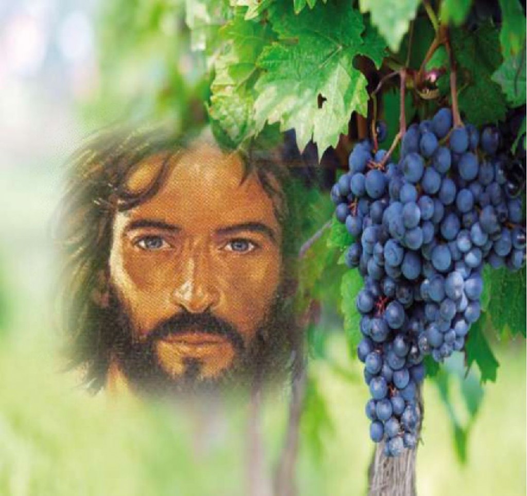 Evangelio según san Juan: 15, 1-8. Domingo 6 de Mayo de 2012.