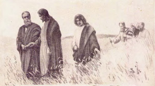 Evangelio San Mateo 12,1-8. Viernes 20 de Julio de 2012.