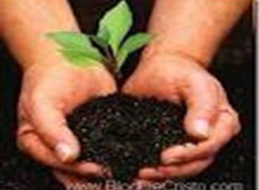 Evangelio San Marcos 4,26-34. Viernes 1 de Febrero de 2013.