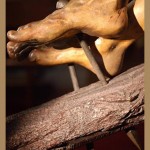 Rosario de las santas Llagas de nuestro Señor Jesucristo.