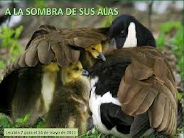 Salmo 56 (57). Viernes 24 de Enero de 2014.