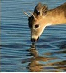 Salmo 41 y 42 (42 y 43). Lunes 24 de Marzo de 2014.