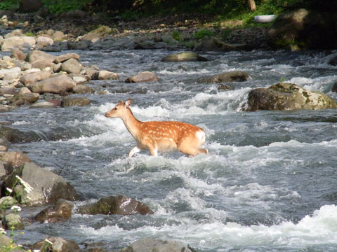 Salmo 42 y 43. Lunes 12 de Mayo de 2014.