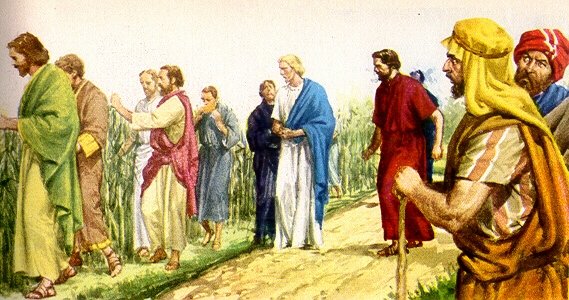 Evangelio San Mateo 12,1-8. Viernes 18 de Julio de 2014.