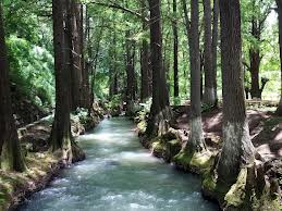 Salmo 1. Lunes 17 de Noviembre de 2014.