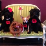 La Civilización de la Muerte. Perros y gatos toman el puesto de los hijos…
