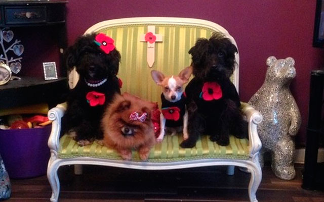 La Civilización de la Muerte.             Perros y gatos toman el puesto de los hijos…