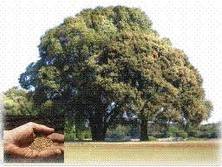 Evangelio San Mateo 13,31-35. Lunes 27 de Julio de 2015. MISA POR LAS VOCACIONES A LAS ÓRDENES SAGRADAS