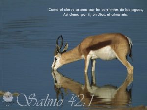 Salmo 41 (42),1-2.4. Sábado 29 de Octubre de 2016. Misa de Santa María en Sábado.