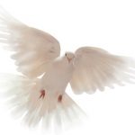 Billete Celador –Un Mensaje para Ti Guardia de Honor- Invitación de Cristo… Parroquia de San Pío X
