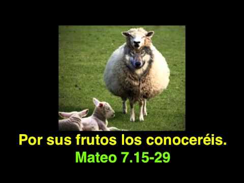 Evangelio San Mateo 7,15-20. Miércoles 28 de Junio de 2017.