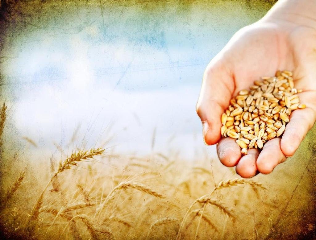 Dios no dejara de sembrar semillas en el hombre Mt 13, 1-23