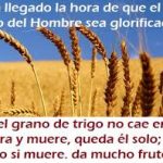 Evangelio San Juan 12,24-26. Jueves 10 de Agosto de 2017.