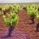 Una viña que se aleja de muchos aunque sean invitados a ella. Mt 21, 33-43