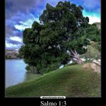 Salmo 1,1-4.6. Viernes 15 de Diciembre de 2017.