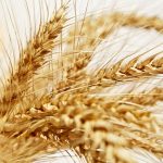 El grano de trigo. Párroco Roberto Guerrero.