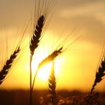 El grano de trigo que da vida y levanta a los hombres Jn 12, 20-33.