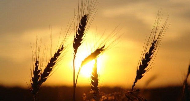 El grano de trigo que da vida y levanta a los hombres Jn 12, 20-33.