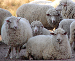 Las ovejas sin pastor un motivo más de la misión. Párroco Roberto Guerrero.
