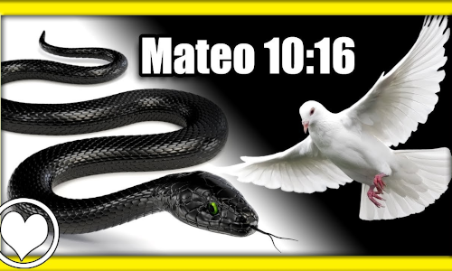 Palabra de Dios 14 de Julio de 2023. Viernes XIV Tiempo Ordinario.