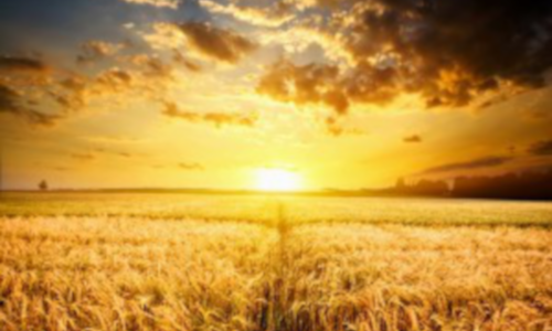 El reino, la semilla y sus frutos: Mc 4, 26-34.