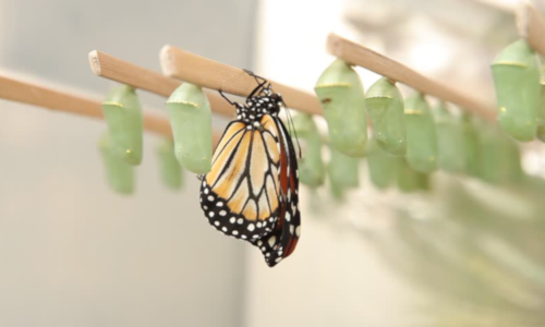 El reto de muchos católicos a romper el capullo.