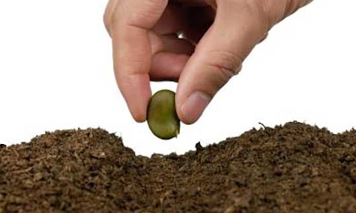 Una semilla destinada a producir vida y llamado en la iglesia. Mc 4, 26-29.